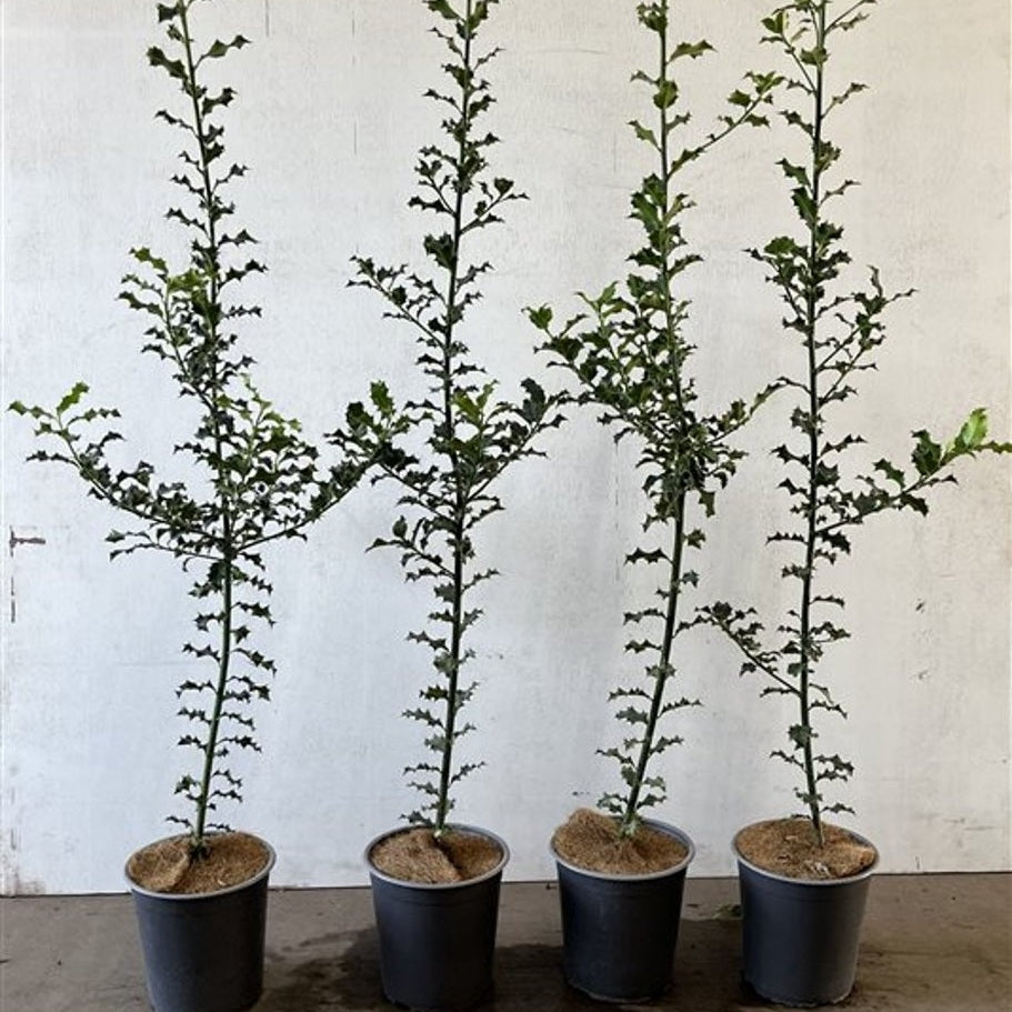 Järnek – Ilex aquifolium - C3.5 100-125 CM